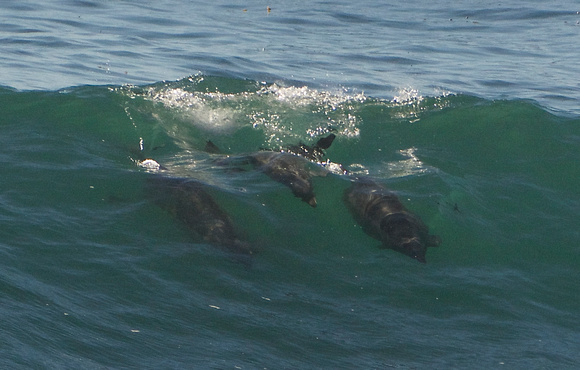 Bottle-nosed Dolphins surfing
