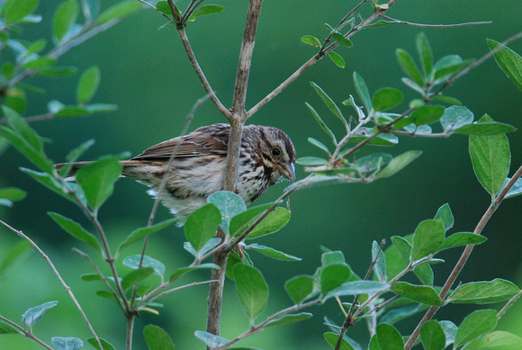 Song Sparrow-eastern