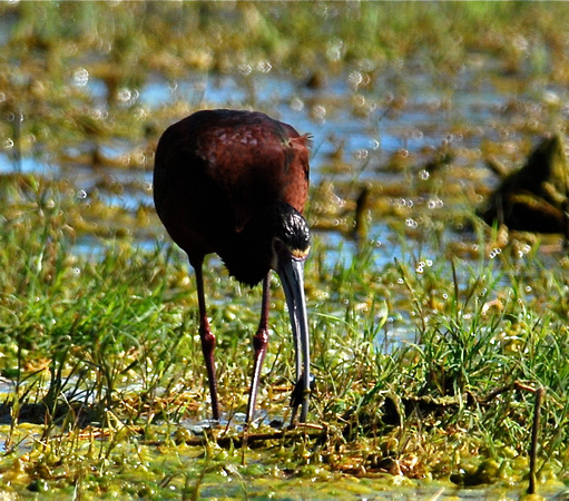 White-faced Ibis with water beetle