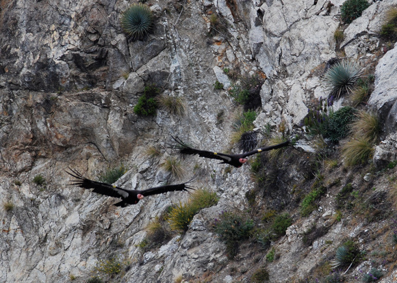 California Condors