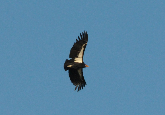 Adult CA Condor