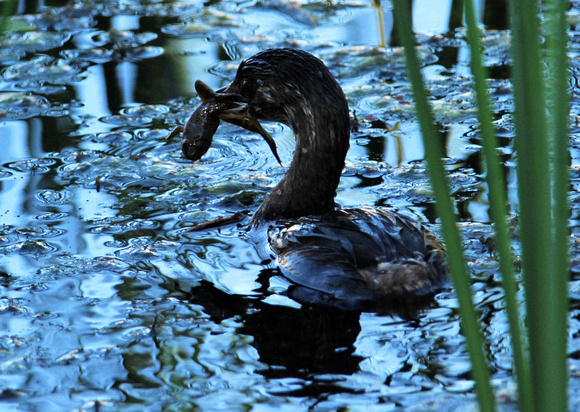 pied billed grebe with tadpole