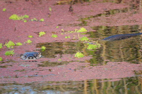 river otter in duckweed