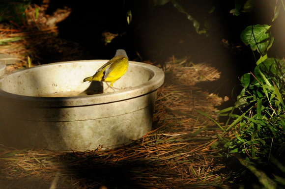 MacGillivray's warbler bathing in cat bowl.