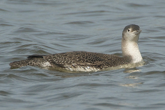 Red-throated Loon - juvenile