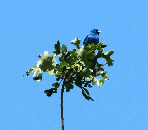 Indigo Bunting in blue oak leaf cluster