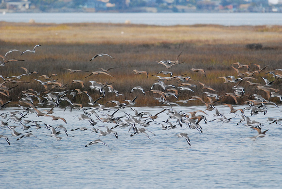 godwits and willets,