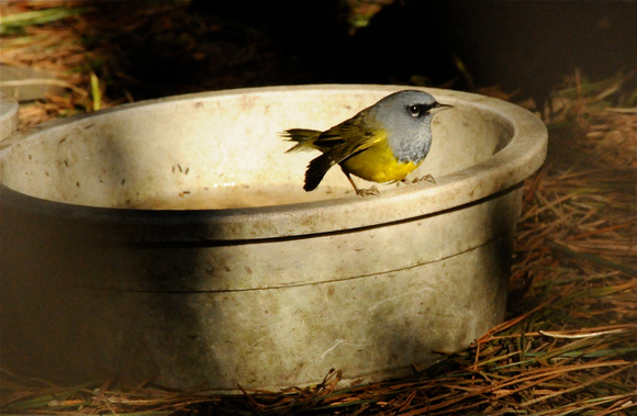 MacGillivray's Warbler (Geothlypis tolmiei) bathing in cat water bowl.