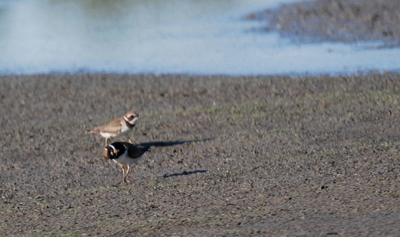 Common Ringed plover (Charadris hiaticula) looking for aerial predators