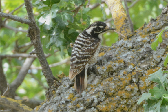 Nuttall's Woodpecker juvenile?