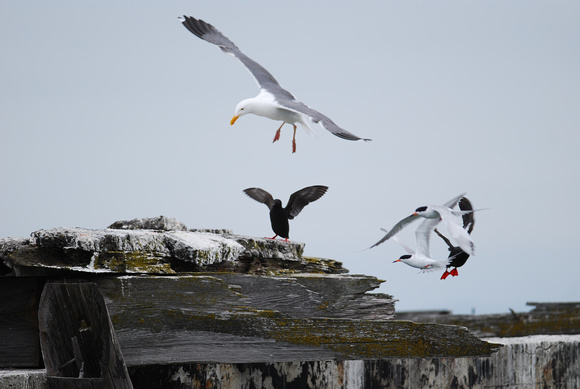 Guillemot, gull and tern