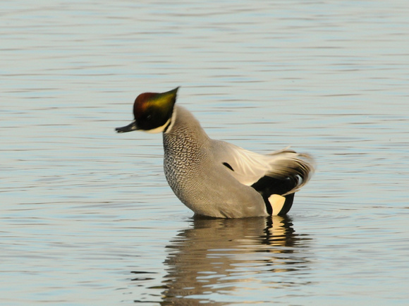 Falcated Duck displaying