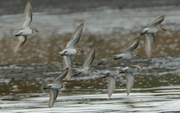 Flying Red-necked Stint (center left) w/ Western Sandpipers