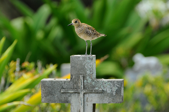 plover on tombstone