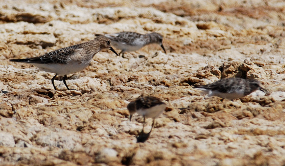Baird's Sandpiper, with least and western spd