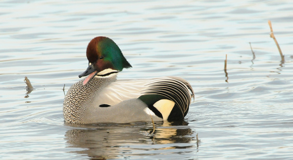 Falcated Duck (Anas falcata) courting wigeons