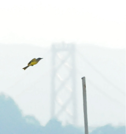 Tropical Kingbird sallying by bay bridge
