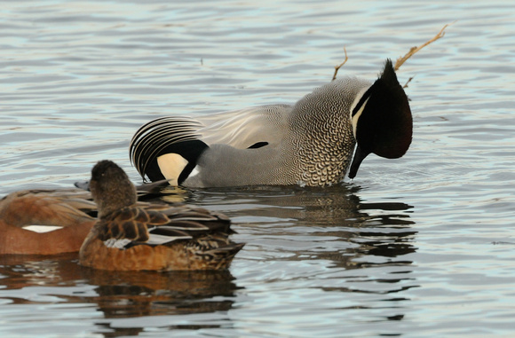 Falcated Duck (Anas falcata) with wigeons