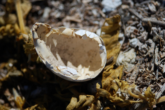 pacific rat chewed sooty tern egg