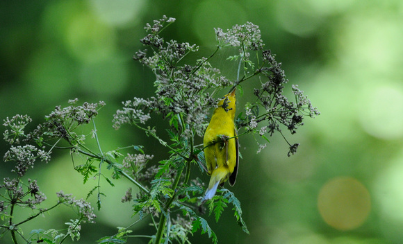 Wilson's Warbler foraging for cowbird