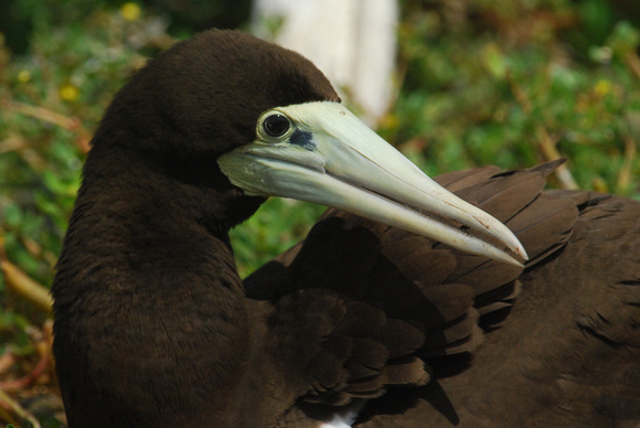 Brown Booby female