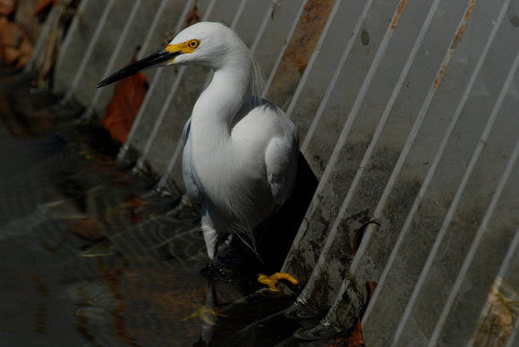 Snowy egret at 8th St. water control structure