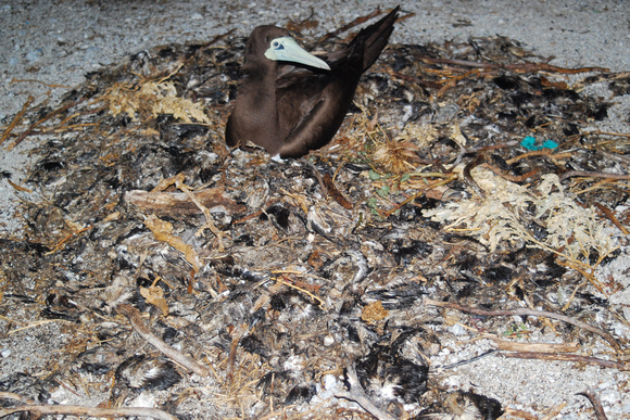 booby nest made of dead tern chicks
