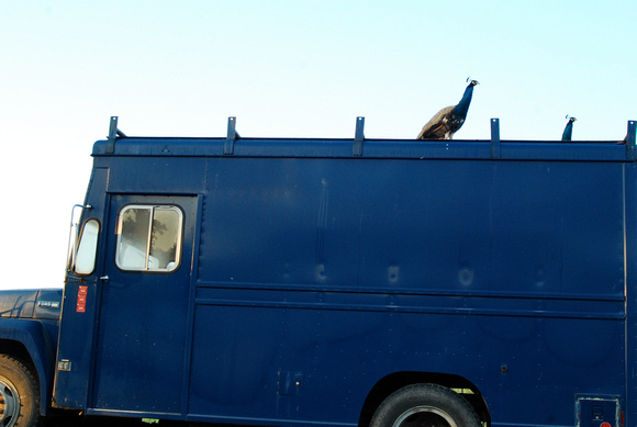 peacock on blue truck