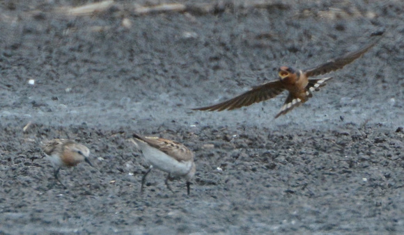 Barn Swallow and friends, Red-necked Stint, and W. Sandpiper