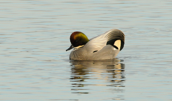 Falcated Duck displaying tertials