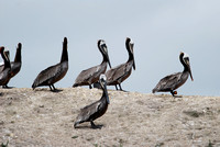 pelicans afoot
