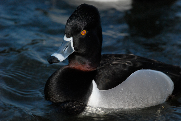 Ring-necked Duck-drake showing the cinnamon ring on the neck.