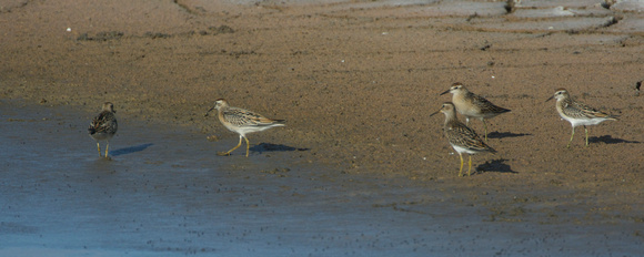 sharp-tailed sandpipers