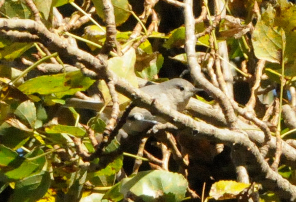 2nd Lucy's Warbler (Oreothlypis luciae) in sun