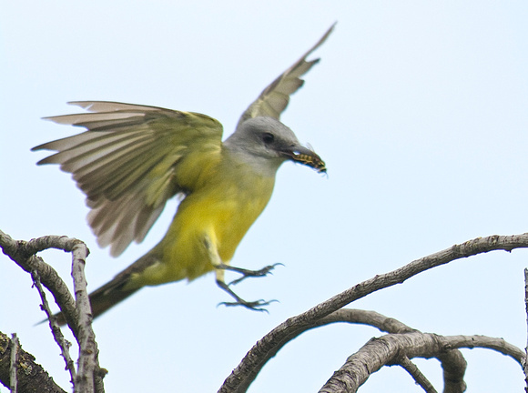 Tropical Kingbird catching YellowJacket
