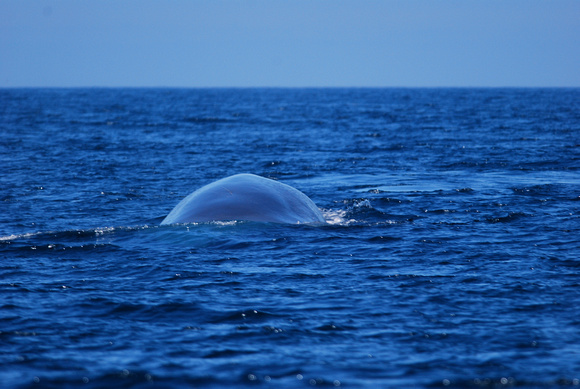 blue whale about to fluke #1
