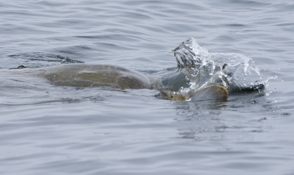 olive (Pacific) ridley sea turtle (Lepidochelys olivacea)