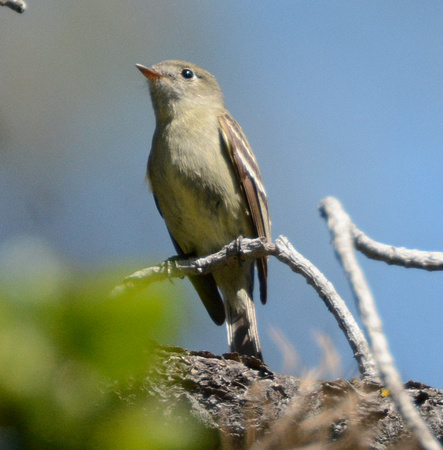 hammond's flycatcher