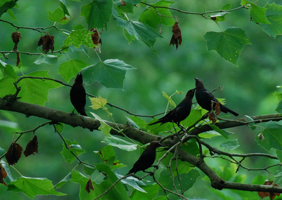 a copse of cowbird males