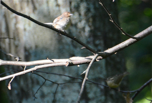 Indigo Bunting and Worm-eating Warbler