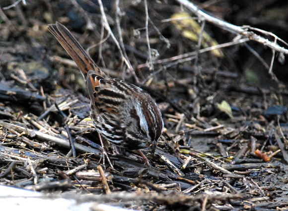 Suisan Bay song sparrow