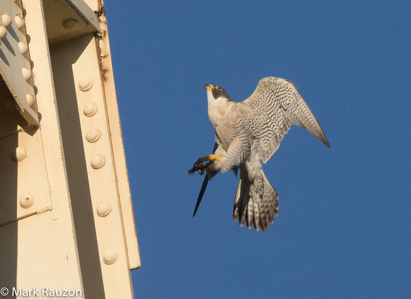 Peregrine Falcon landing
