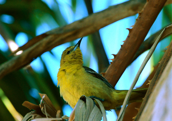 hooded oriole- female- last photo in palms that were cut 5/13
