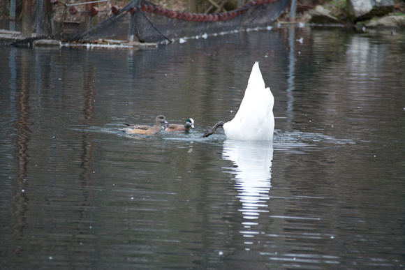 Am. Wigeon feeding in wake of mute swan