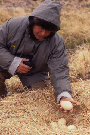 Caleb Pungowiyi at tundra swan nest
