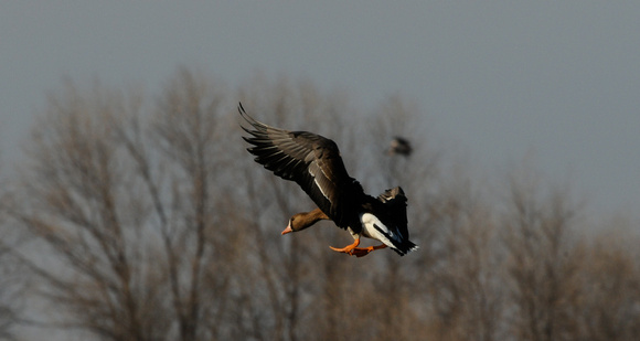 white-fronted goose landing