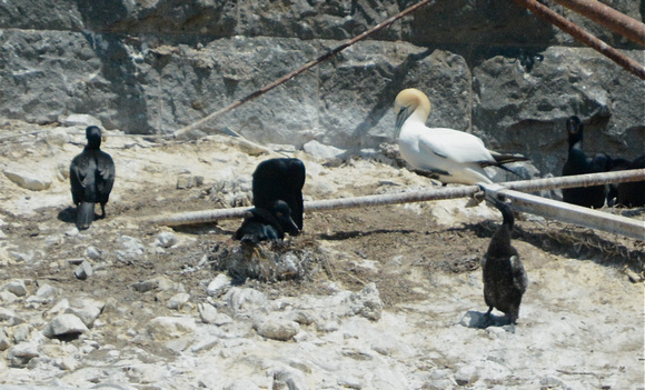 Northern Gannet and Brandt's Cormorants