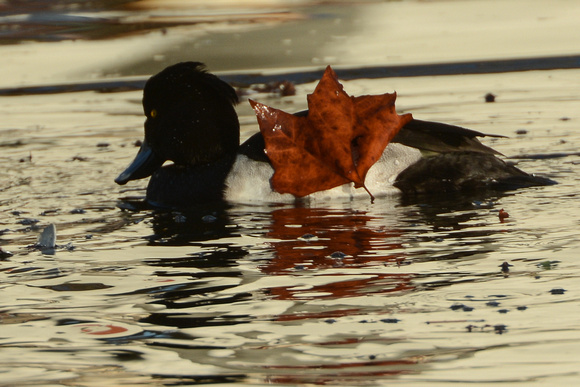 Tufted Duck hiding under a leaf