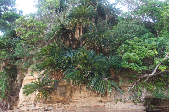Cycads growing on sea cliff