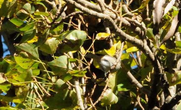 Lucy's Warbler (Oreothlypis luciae)